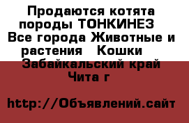 Продаются котята породы ТОНКИНЕЗ - Все города Животные и растения » Кошки   . Забайкальский край,Чита г.